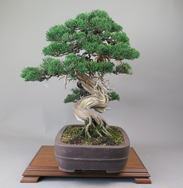 Bonsai de Juniperus chinensis