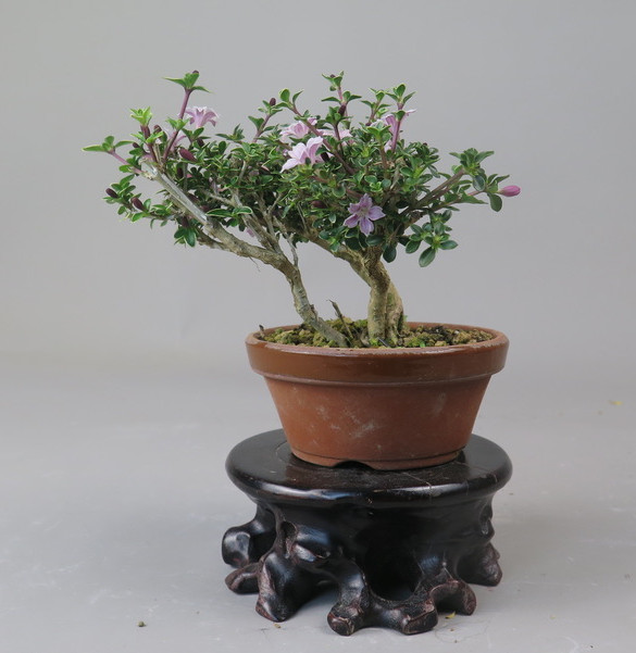 Bonsai de serisa