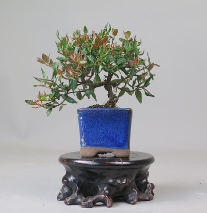 Bonsai de Trachelospermum