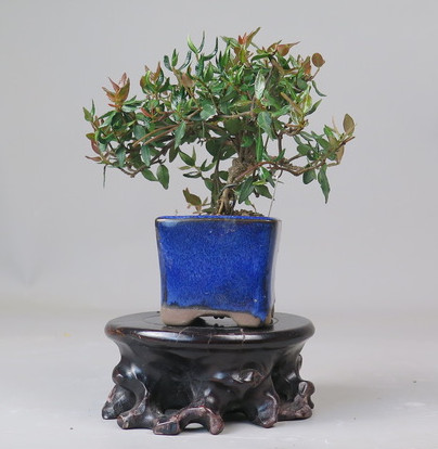 Bonsai de Trachelospermum