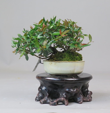 Bonsai de Trachelospermum