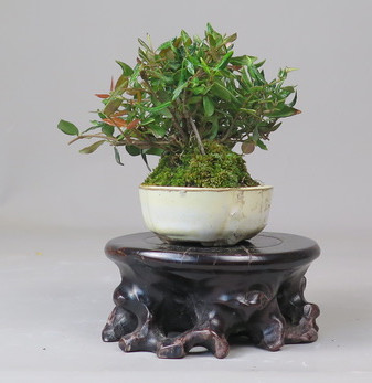 Bonsai de Trachelospermum