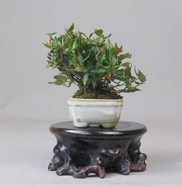 Bonsai de Trachelospermum