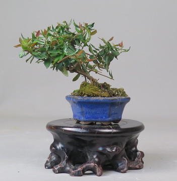 Bonsai de Trachelospermum