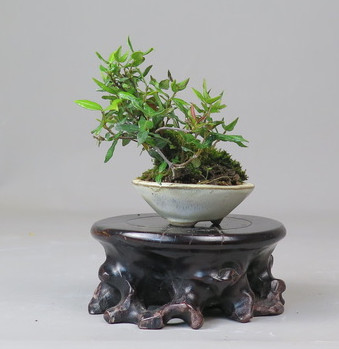Bonsai de Trachelospermum