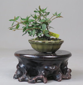 Bonsai de Trachelospermum