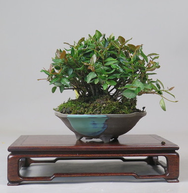 Bonsai de Trachelospermum