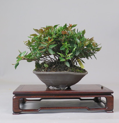 Bonsai de Trachelospermum