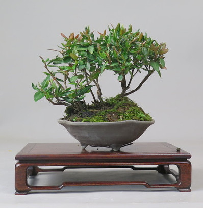 Bonsai de Trachelospermum