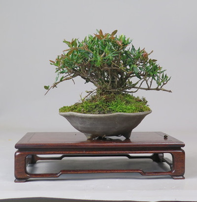 Bonsai de Trachelospermum
