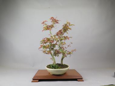 Bonsai de Acer palmatum