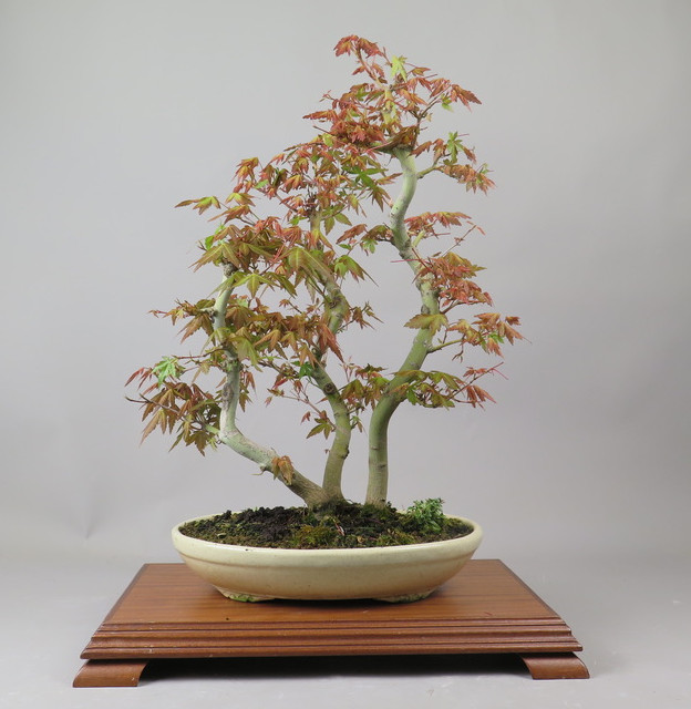 Bonsai de Acer palmatum