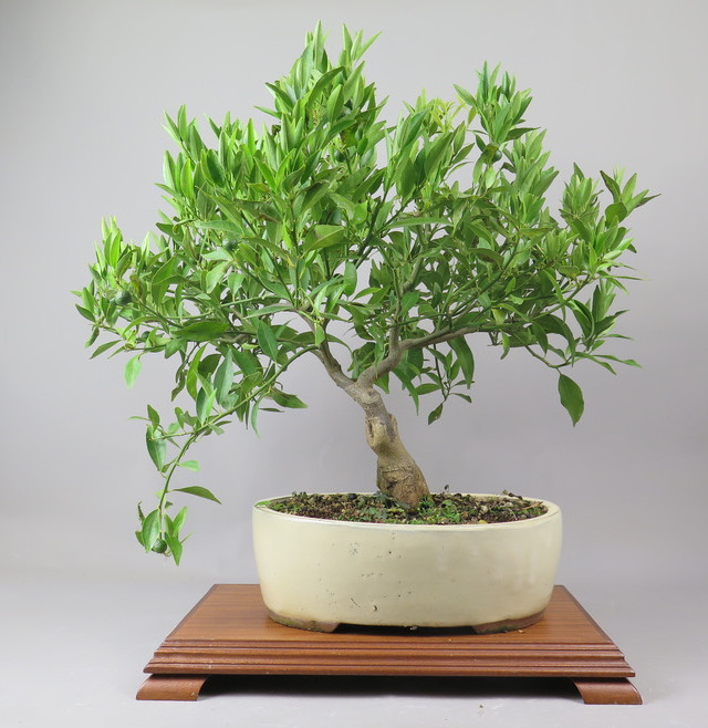 Bonsai de Mandarino