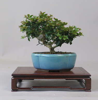 Bonsai de Lagerstroemia