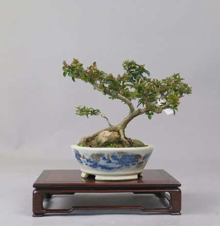 Bonsai de Lagerstroemia