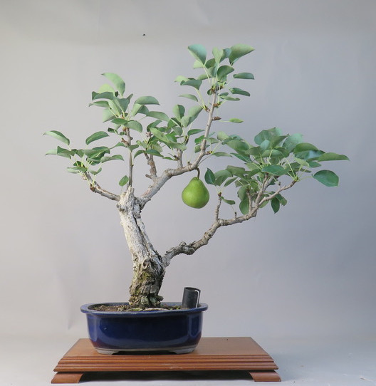 Bonsai de Peral