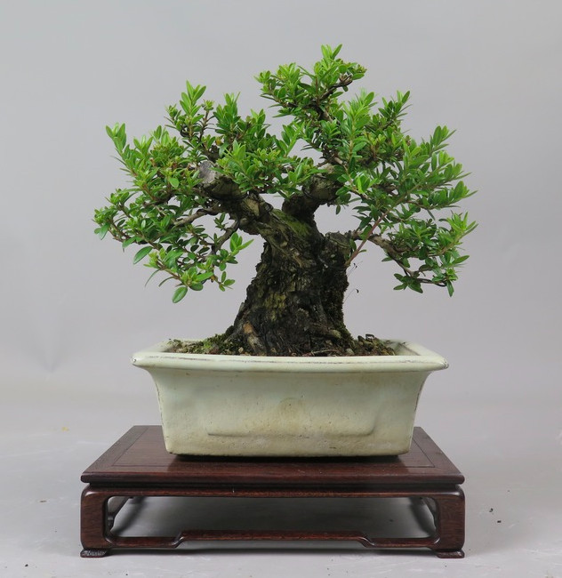 Bonsai de Mirto