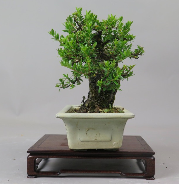 Bonsai de Mirto