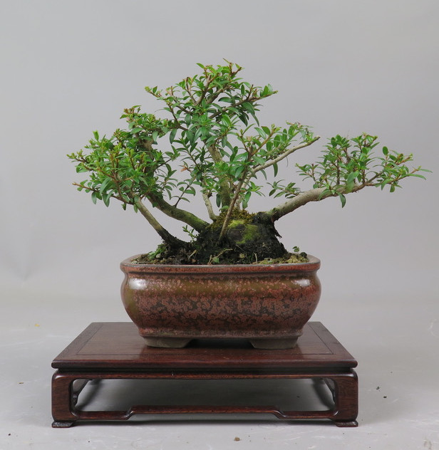 Bonsai de Mirto
