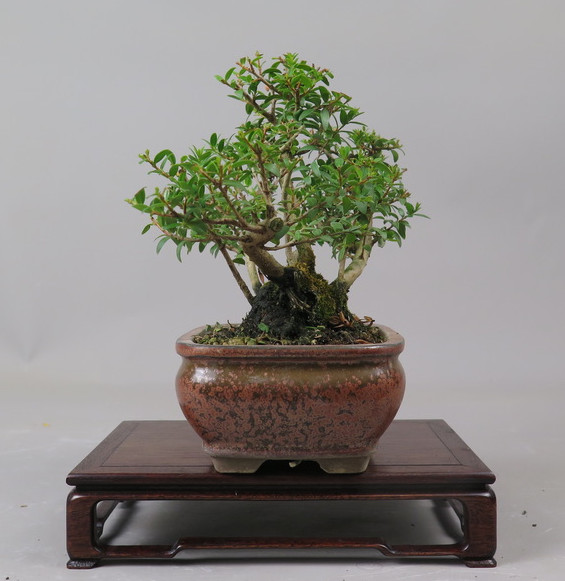 Bonsai de Mirto