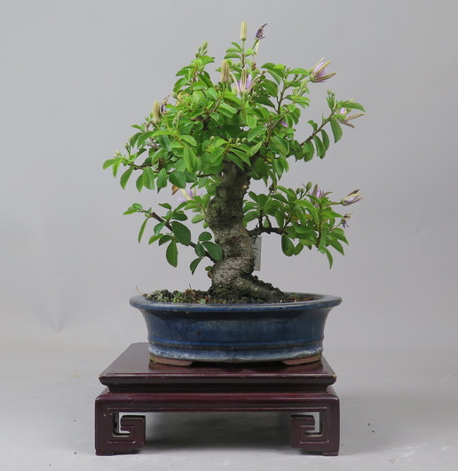 Bonsai de Grewia occidentalis