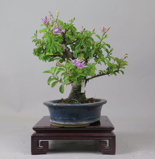 Bonsai de Grewia occidentalis