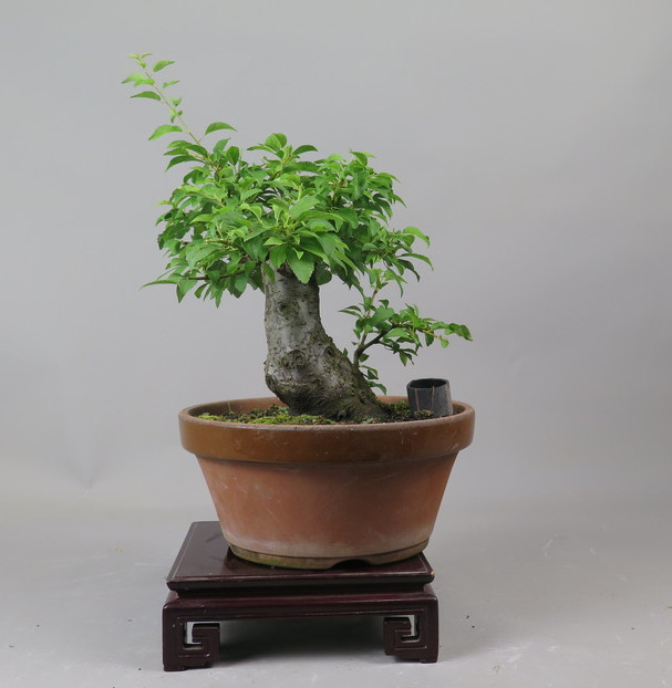Bonsai de ciruelo