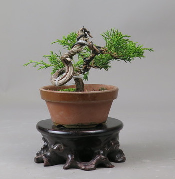 Bonsai de Juniperus chinensis