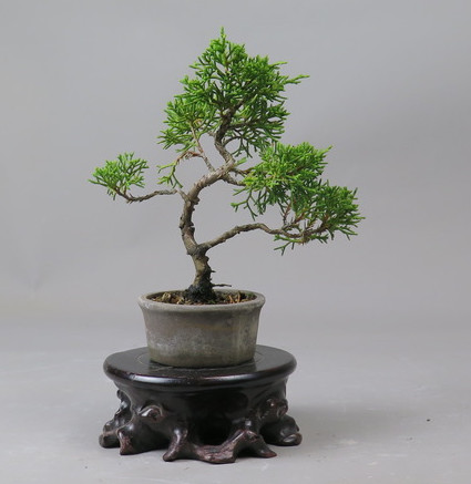 Bonsai de Juniperus chinensis