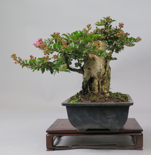 Bonsai de Lagerstroemia