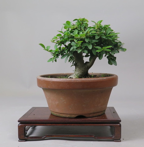 Bonsai de Ligustrum