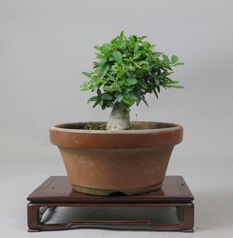 Bonsai de Ligustrum