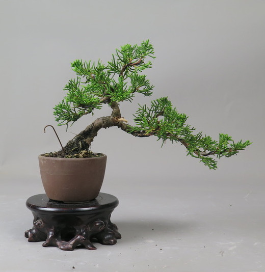 Bonsai de Juniperus chinensis