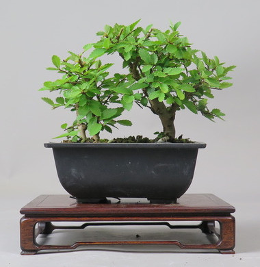 Bonsai de Celkova Nire