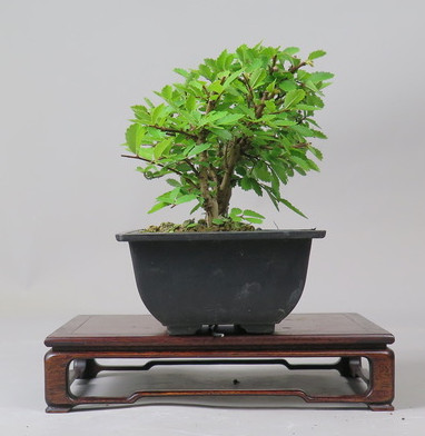 Bonsai de Celkova Nire