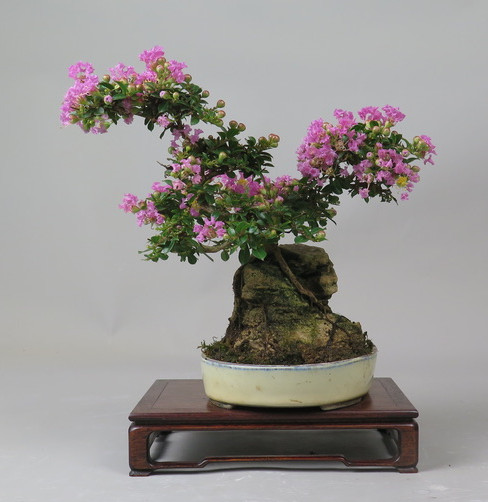 Bonsai de Lagerstroemia