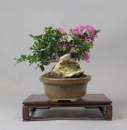 Bonsai de Lagerstroemia