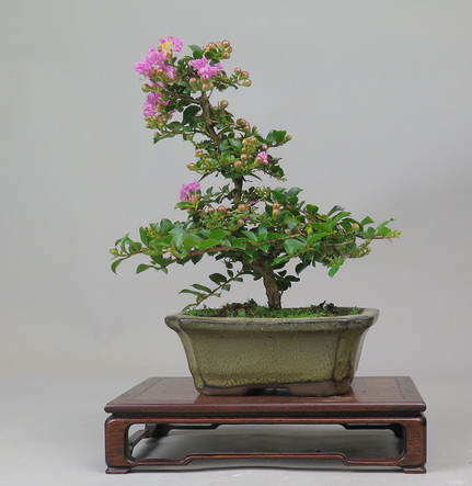 Bonsai de Lagerstroemia