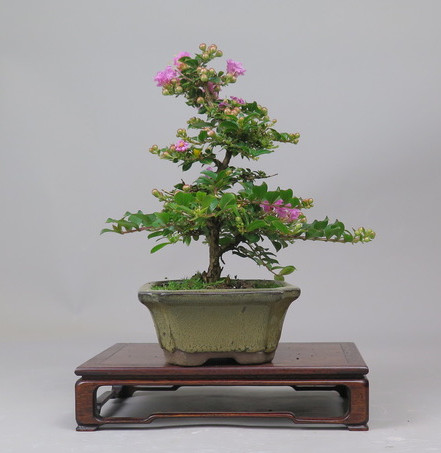 Bonsai de Lagerstroemia