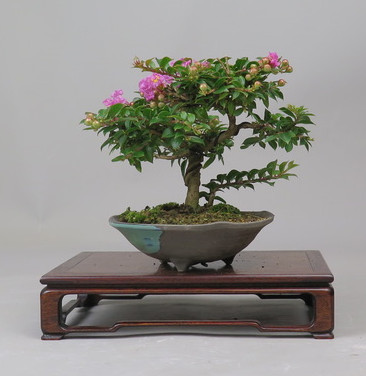 Bonsai de Lagerstroemia