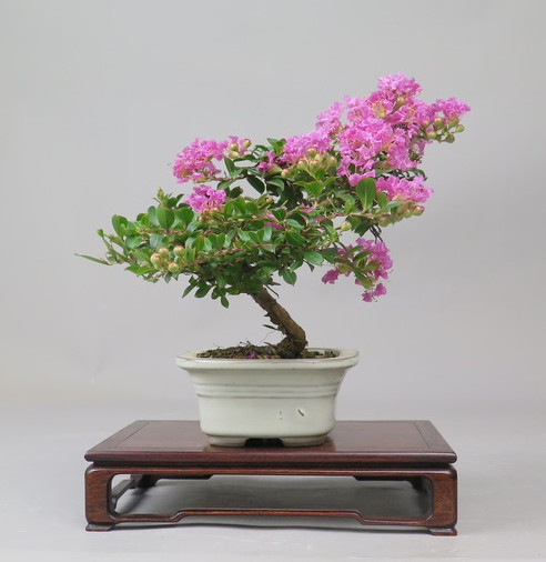 Bonsai de Lagerstroemia