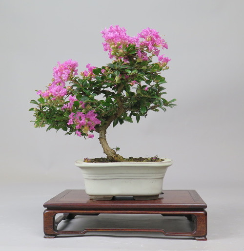 Bonsai de Lagerstroemia