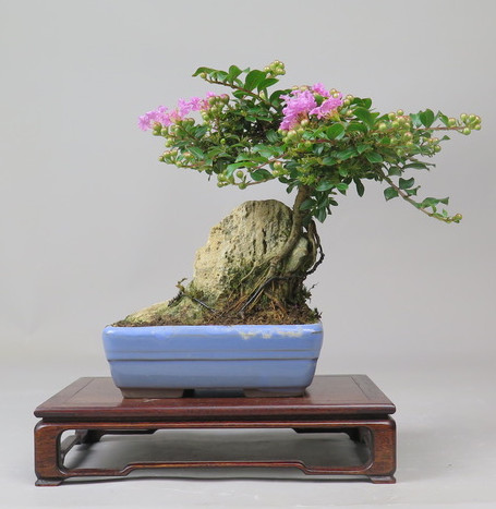 Bonsai de Lagerstroemia