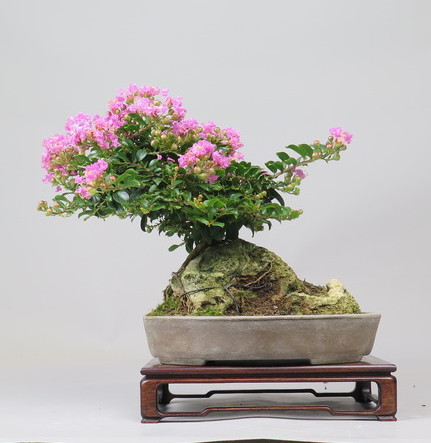 Bonsai de Lagerstroemia