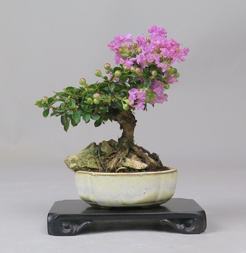 Bonsai de Lagerstroemia