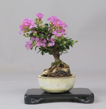 Bonsai de Lagerstroemia