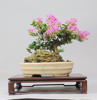 Bonsai de Lagerstroemia