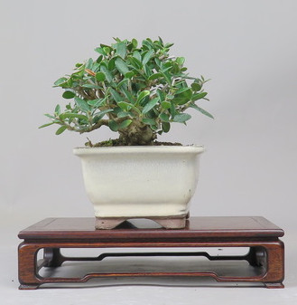 Bonsai de Olivo