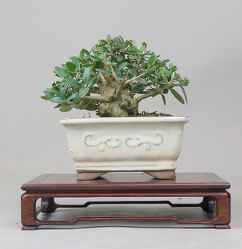Bonsai de Olivo