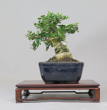 Bonsai de Olivo
